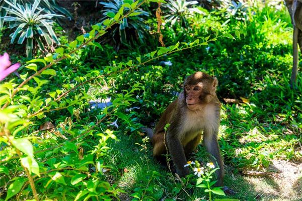 1992年屬什麼生肖_十二生肖