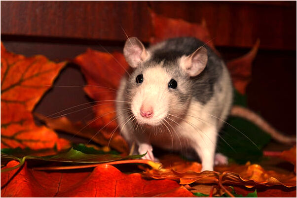 夢到了沖廁所抽菸代表著什麼？_周公解夢官網