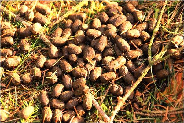 夢到了逝去的親人要吃的是咋回事_周公解夢官網