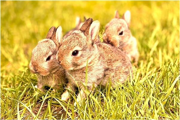 夢到了被獨角仙咬是咋回事_周公解夢官網