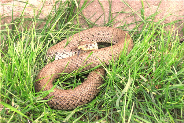 夢到了丟了很多錢又找回來了意味著什麼_周公解夢官網