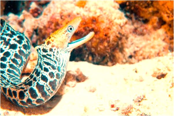 夢到了臉充血會怎么樣_周公解夢官網