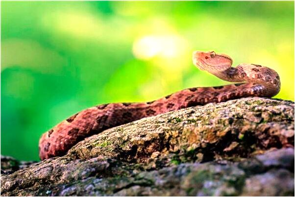 夢到七彩大球上下運動是好的徵兆嗎_周公解夢官網