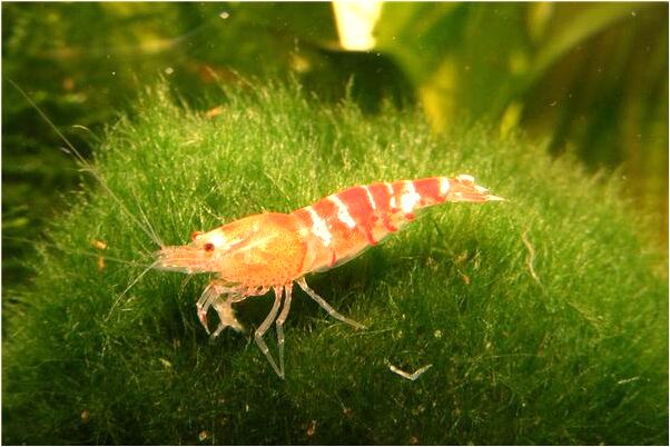 夢見自己睡在廁所里有什麼意思嗎_周公解夢官網