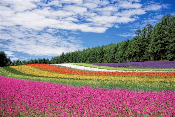 夢見好多花是什麼意思_周公解夢