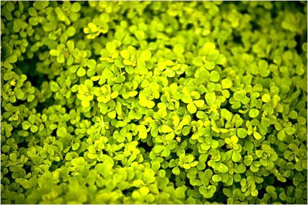 夢見一小孩是啥預兆_周公解夢官網