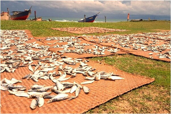 夢到了母豬下崽吃奶有什麼意思_周公解夢官網