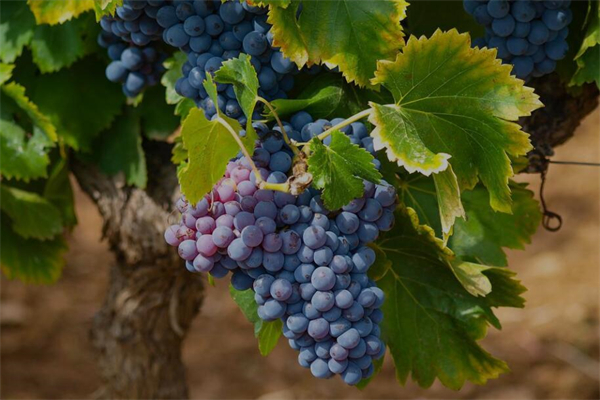 夢到種葡萄預示什麼_周公解夢