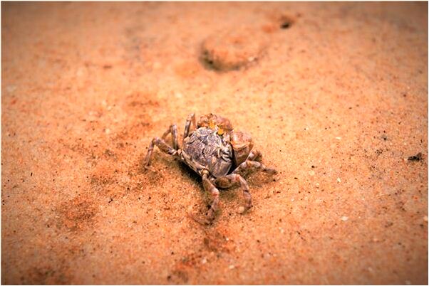 夢見捉了一條大魚是好的徵兆嗎_周公解夢官網