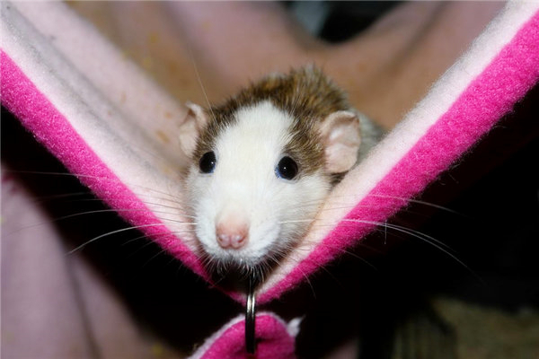 夢到了老鼠咬蛇怎麼說_周公解夢