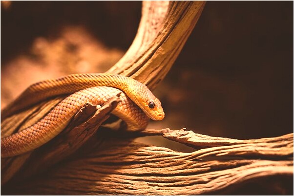 夢見肚子有個口子是什麼兆頭_周公解夢官網