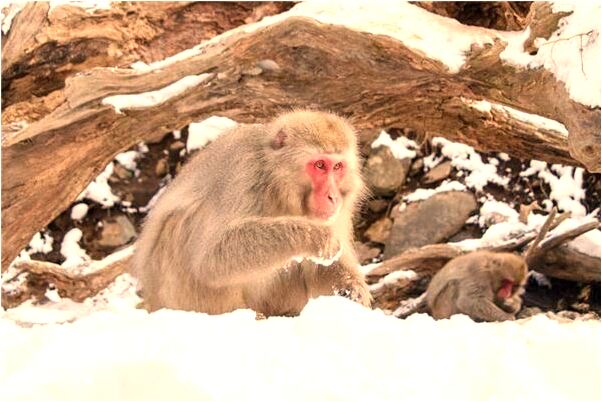 夢到了自己養花會怎么樣_周公解夢官網