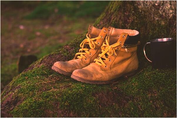 夢到了家裡養了海豚是吉兆嗎?_周公解夢官網