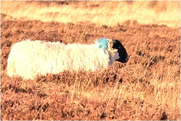 夢到了設路障被攔又給放了是好是壞_周公解夢官網