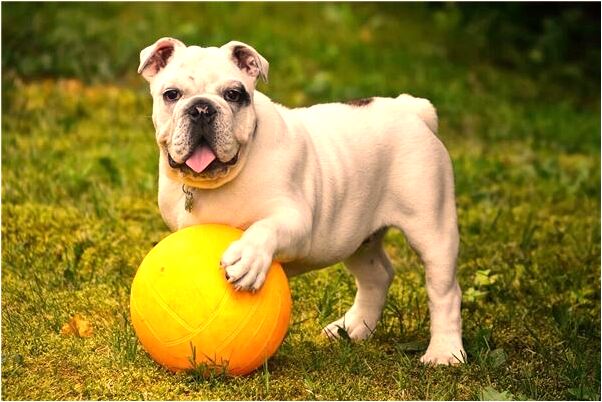 夢見老闆跟同事騎白馬來上班會怎么樣_周公解夢官網