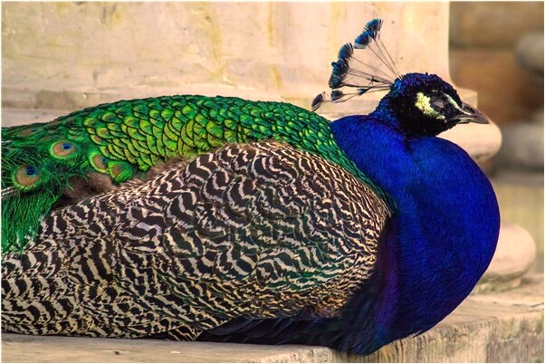 夢到了女人坐在吳預示著什麼_周公解夢官網