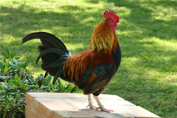 屬雞的女人性格怎么樣呢_十二生肖