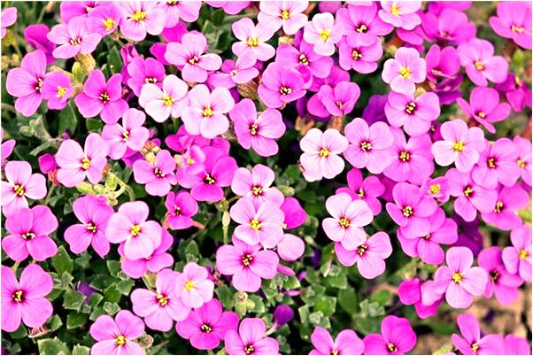 夢見結婚前的情人是什麼預兆？_周公解夢官網