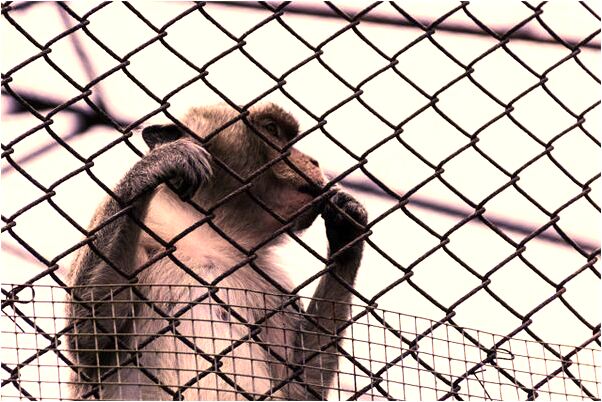 夢到了好朋友一起吃小吃是什麼意思_周公解夢官網