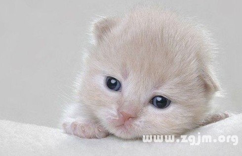 十二星座是哪種喵星人的代表_十二星座