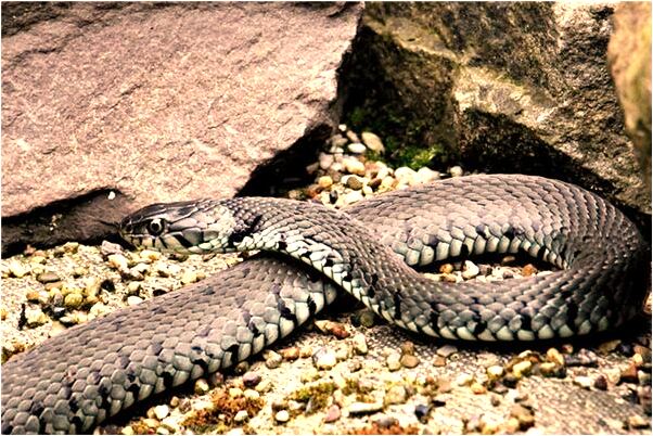 夢到車庫門壞了有什麼說法_周公解夢官網