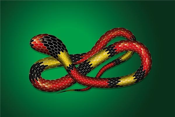 夢見與蛇打架意味著什麼_周公解夢