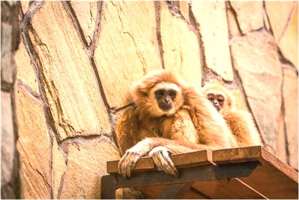 夢到老公染髮是什麼意思_周公解夢官網