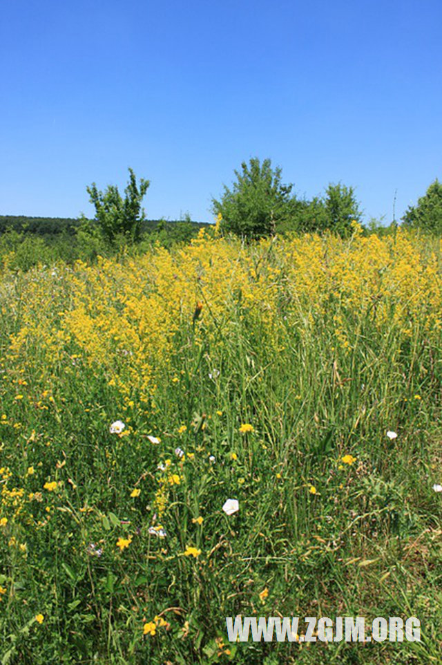 夢見在喝牛奶?_周公解夢夢到在喝牛奶?是什麼意思_做夢夢見在喝牛奶?好不好_周公解夢官網