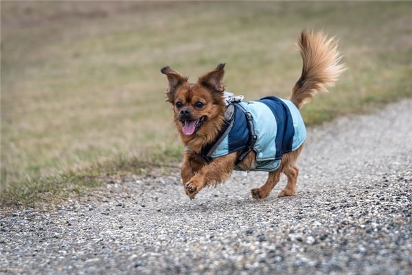 夢見小狗崽是什麼意思_周公解夢