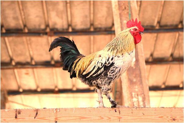 夢到錦衣衛會是什麼預兆_周公解夢官網