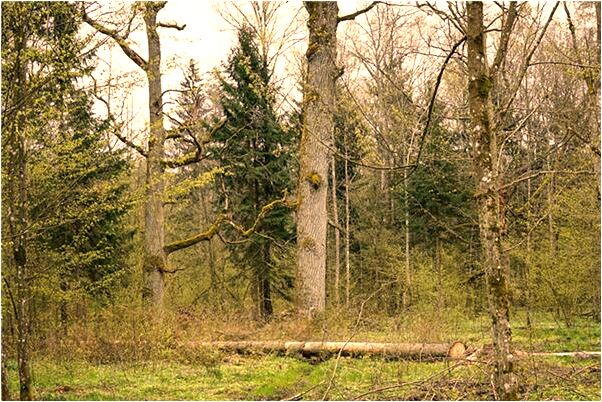 夢到了哈士奇舔腳的預兆_周公解夢官網