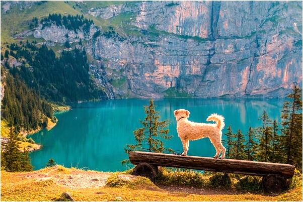 夢見教室外大便有什麼徵兆_周公解夢官網