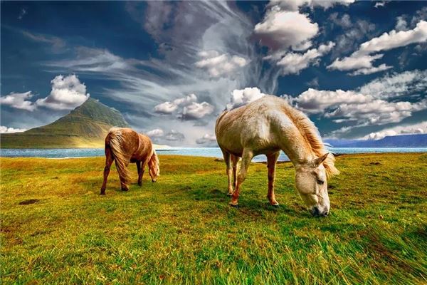 屬馬人的2020年運勢_十二生肖