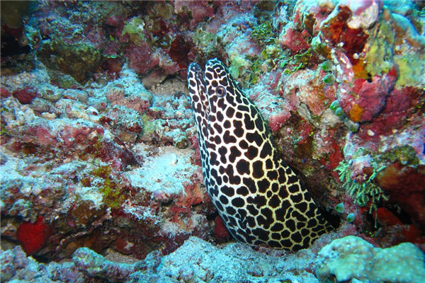 夢見好多黃鱔是什麼意思_周公解夢