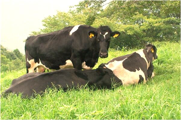 夢到了要去買餅吃有什麼預兆_周公解夢官網