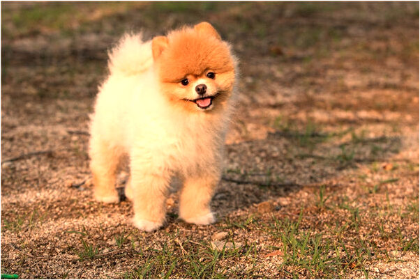 夢到了男友和別的女人走了是什麼預兆_周公解夢官網