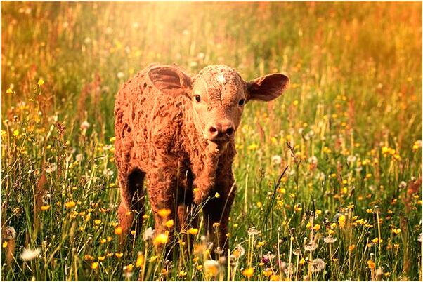 夢見房屋抖動會怎么樣_周公解夢官網