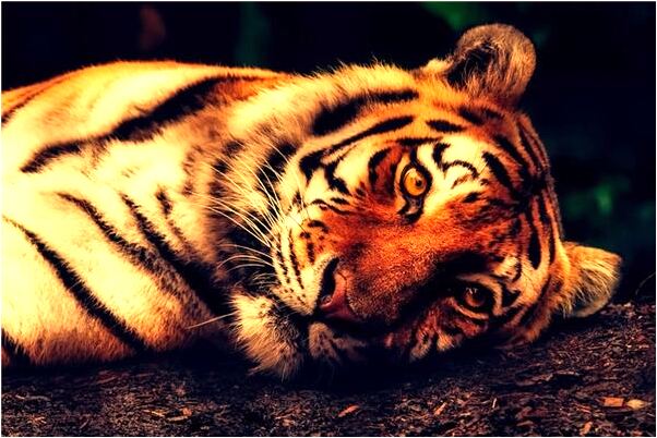 夢到了去世的爸爸哭了預示什麼_周公解夢官網