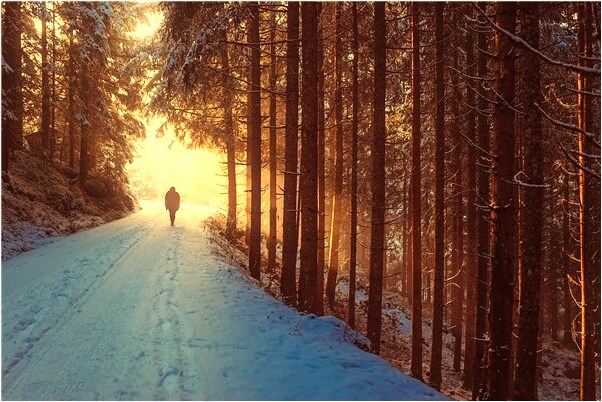 夢到了從大柳樹上往下拆樹枝是什麼預兆？_周公解夢官網
