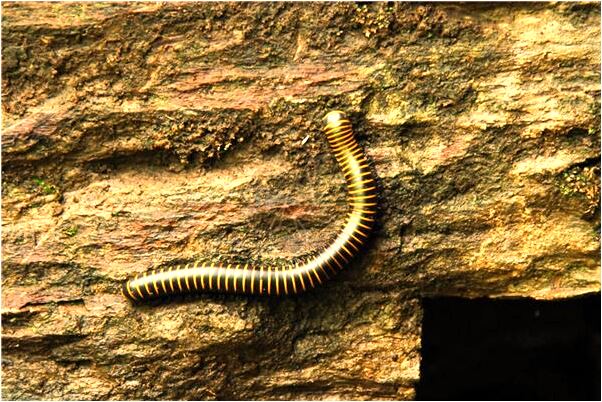 夢到了黑色爪子啥意思_周公解夢官網