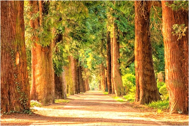 夢到摘橙子有什麼說法_周公解夢官網