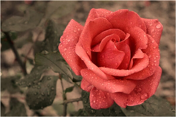 夢見很多白貓有什麼含義_周公解夢官網