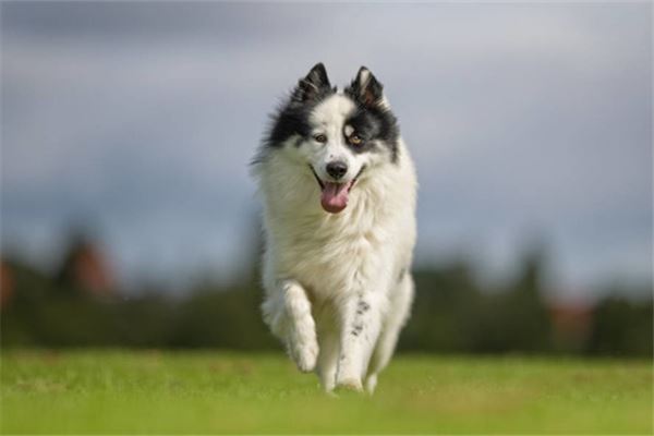 1982年屬狗2021年刑太歲運勢如何 40歲牛年犯太歲如何化解劫難_十二生肖