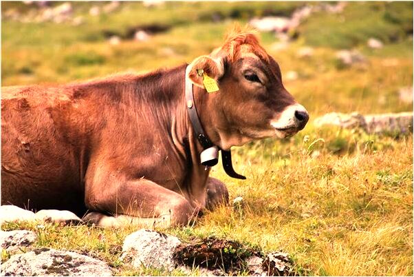 夢到偷吃桃子有什麼意思_周公解夢官網