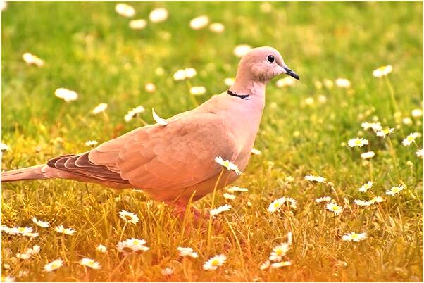 夢到自己結婚別人給自己送柿子有什麼徵兆_周公解夢官網