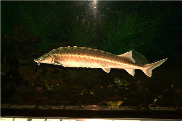 夢到別人送我梳子是什麼預兆？_周公解夢官網