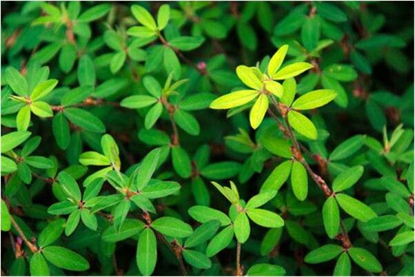 夢見腳腫膿包且流膿預示了什麼_周公解夢官網