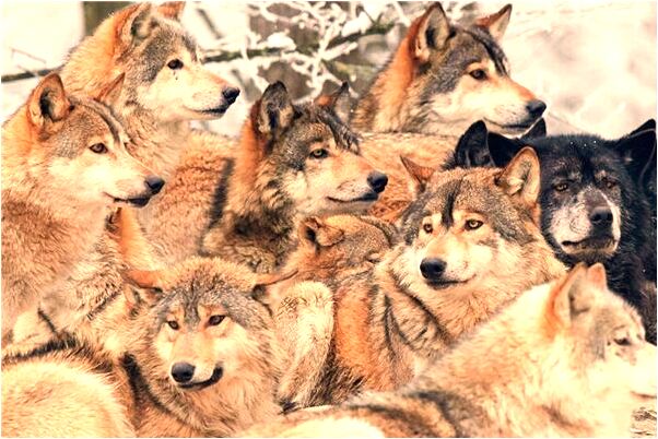 夢到被蛇咬破了手是好是壞_周公解夢官網