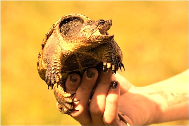 夢到了自己不敢上樓梯預示了什麼_周公解夢官網