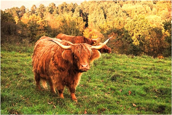 夢到輾麥子是什麼預兆_周公解夢官網